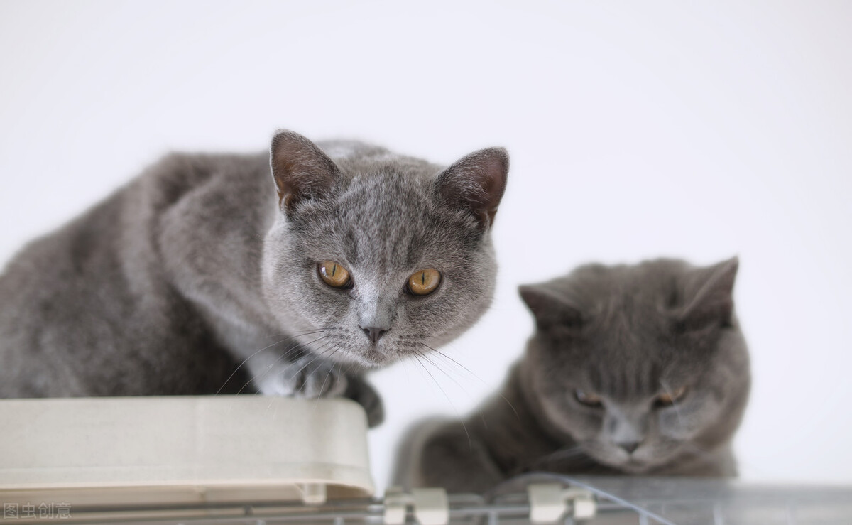 被猫咬了不用打狂犬疫苗,被猫咬了不用打狂犬疫苗吗