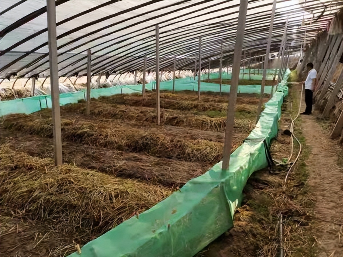 蜗牛可以做花肥吗,蜗牛做美容产品