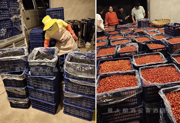 如何破解桔子滞销,桔子烂了怎么变废为宝