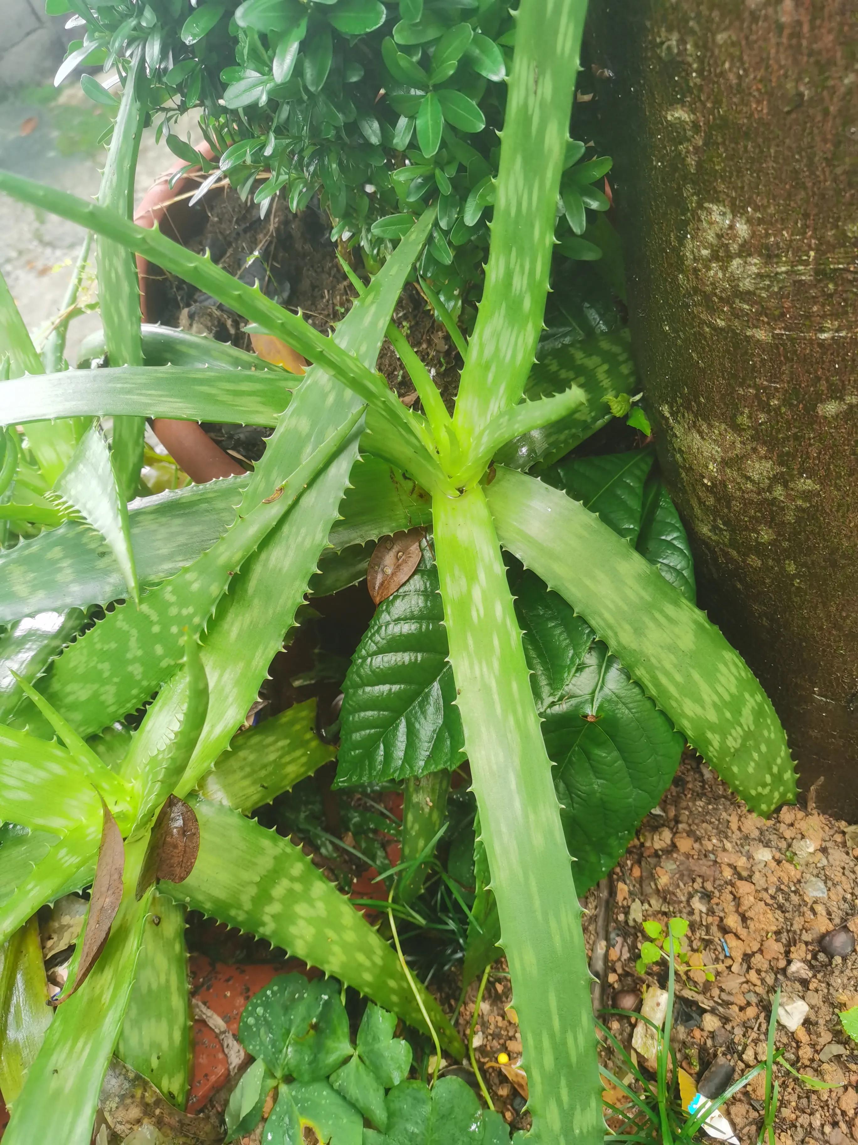 植物海藻面膜的详细教程,夏日面膜平价