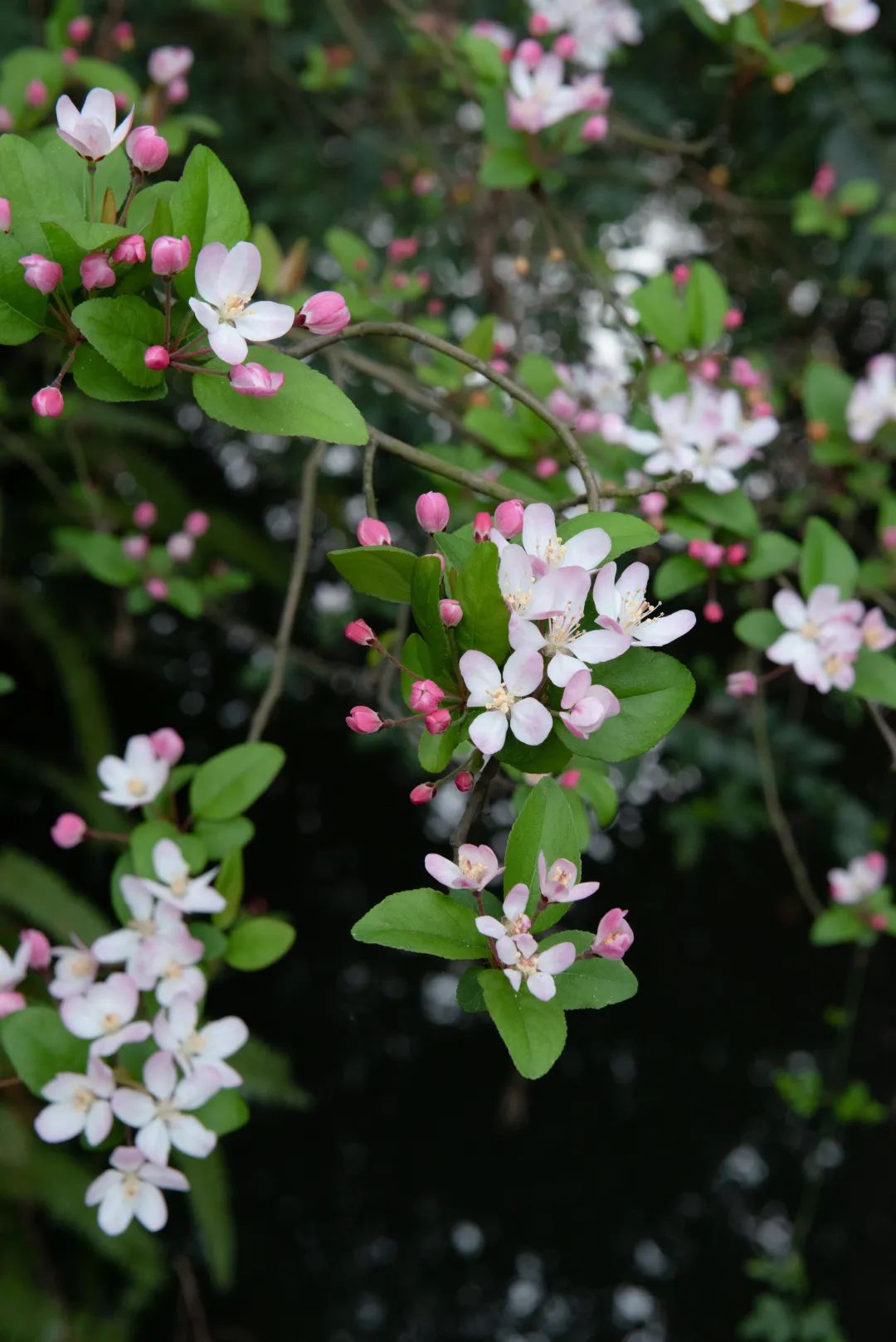 今日秋分丨秋实春华，草堂浮生