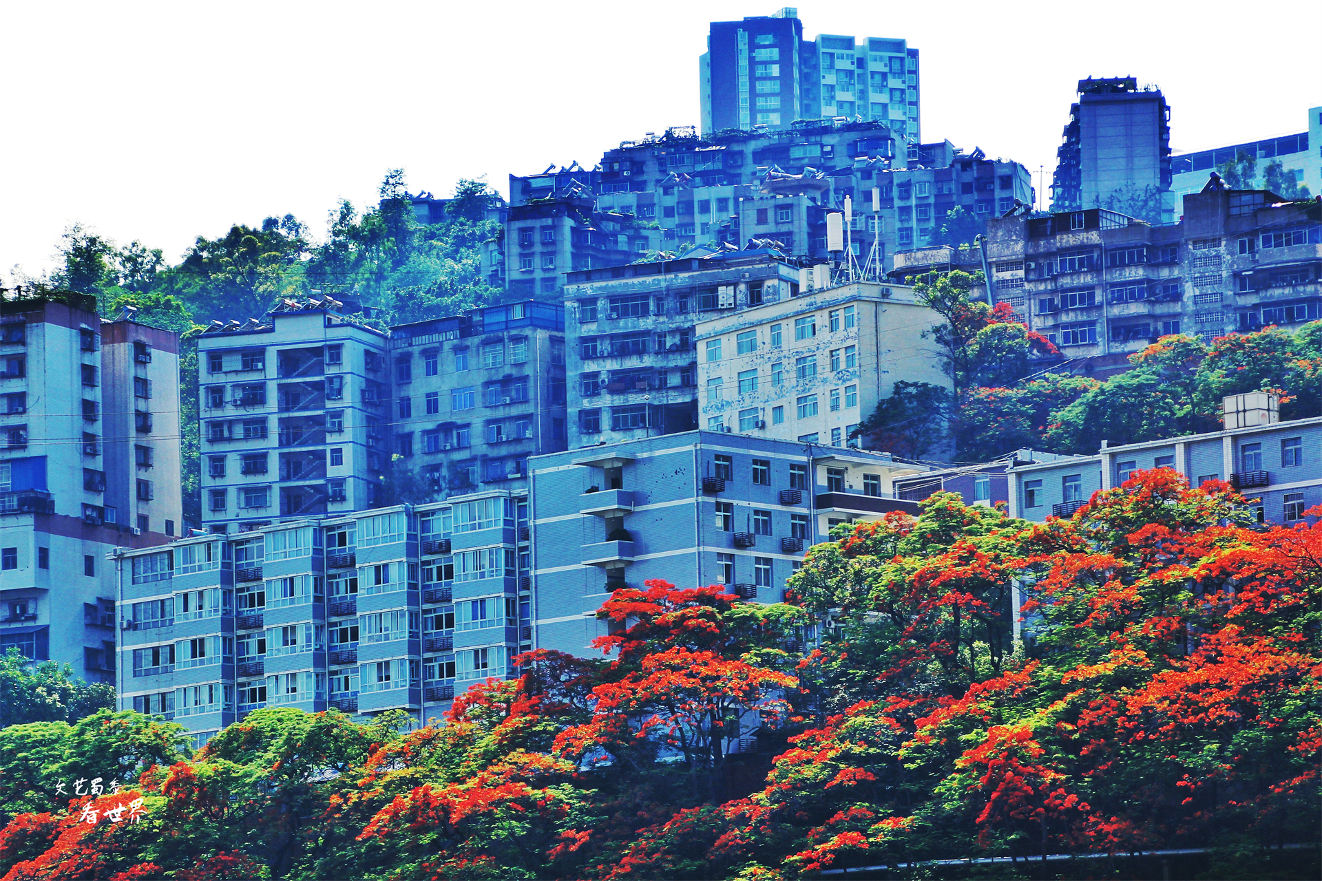 过冬圣地四川攀枝花,攀枝花哪个地方适合冬天居住