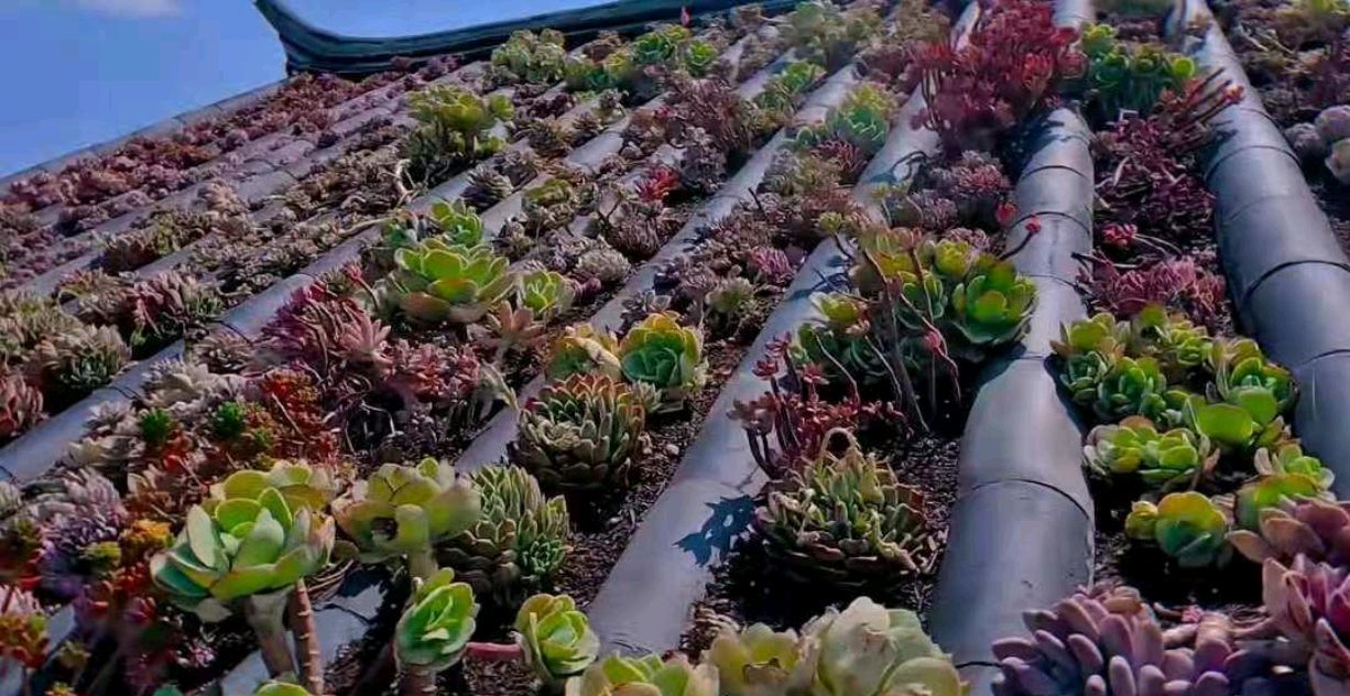 以前屋顶的多肉,多肉屋顶种植全过程