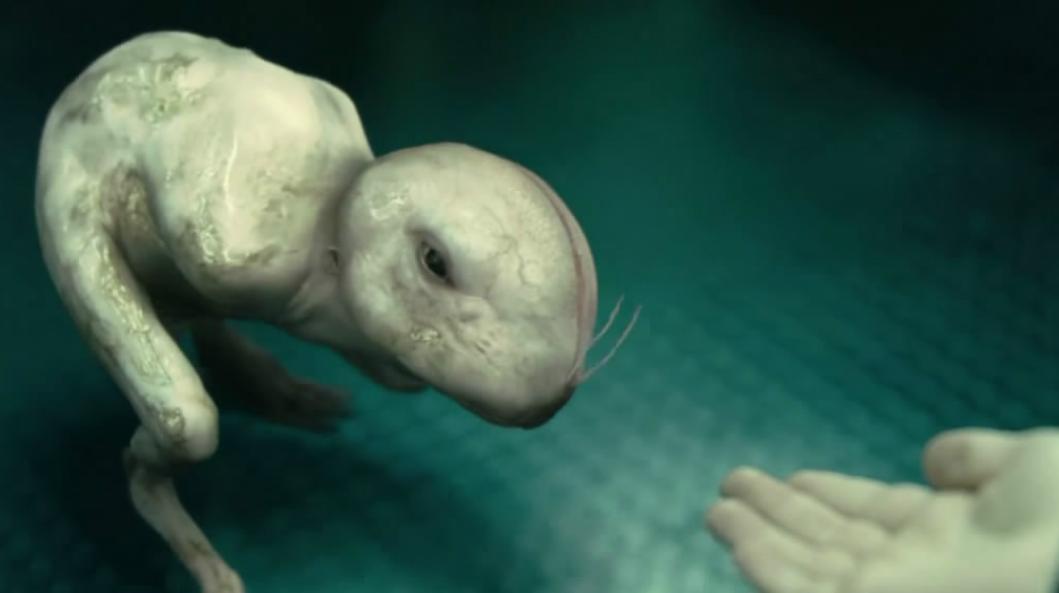 为什么日本人要杂交胚胎实验,日本人的杂交实验成功了吗