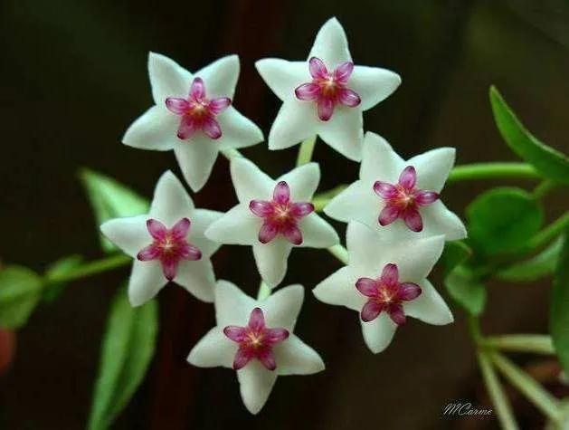 球兰花盛开瞬间,球兰花开完整版