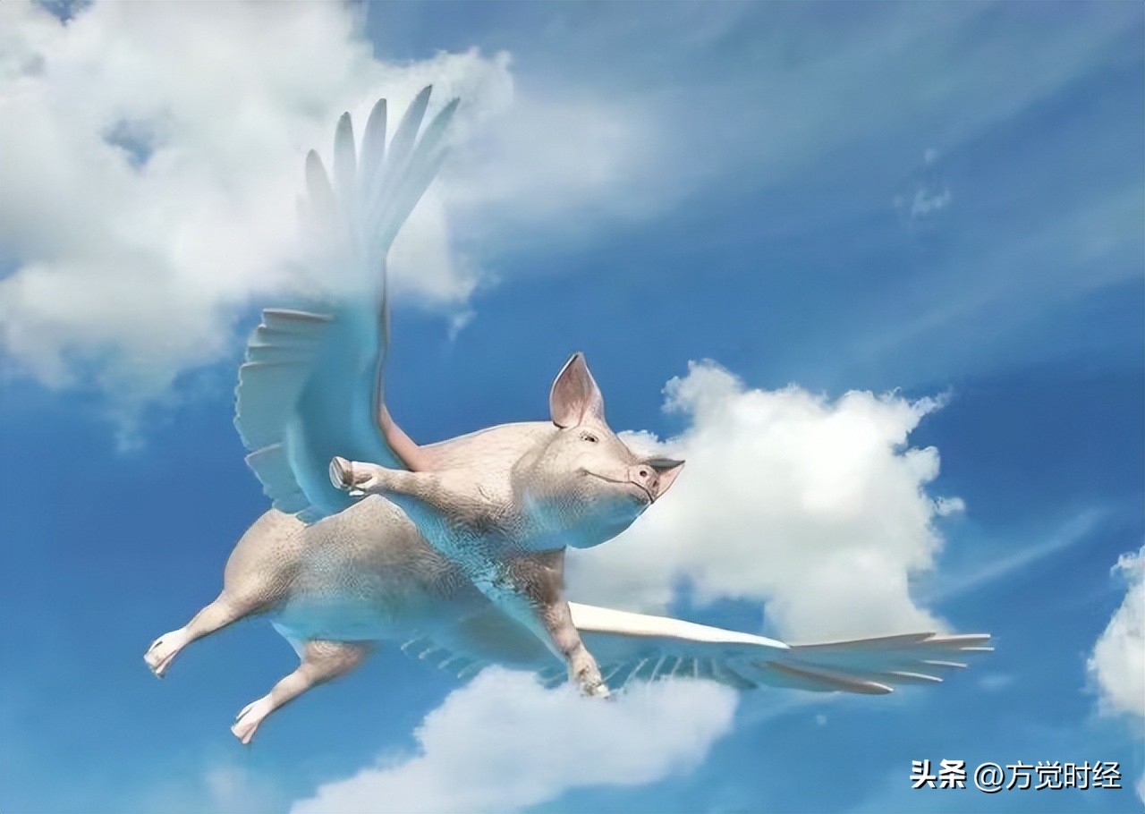 还记得网易养的猪吗，27.7万/头高价后，现在却飞不动了？