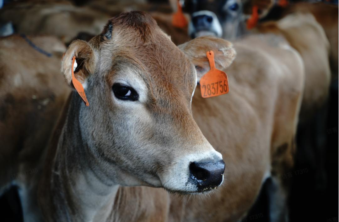 晚点周末丨乳品赛道太挤，朝日唯品的故事从土壤讲起