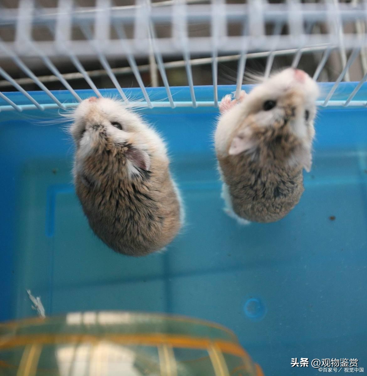 仓鼠打架出血了怎么处理,仓鼠打架为什么会被咬出血