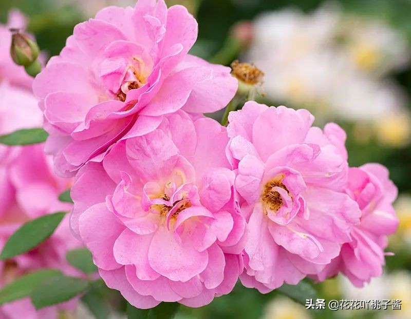 2019月季新品种金奖,超新品月季有哪些品种