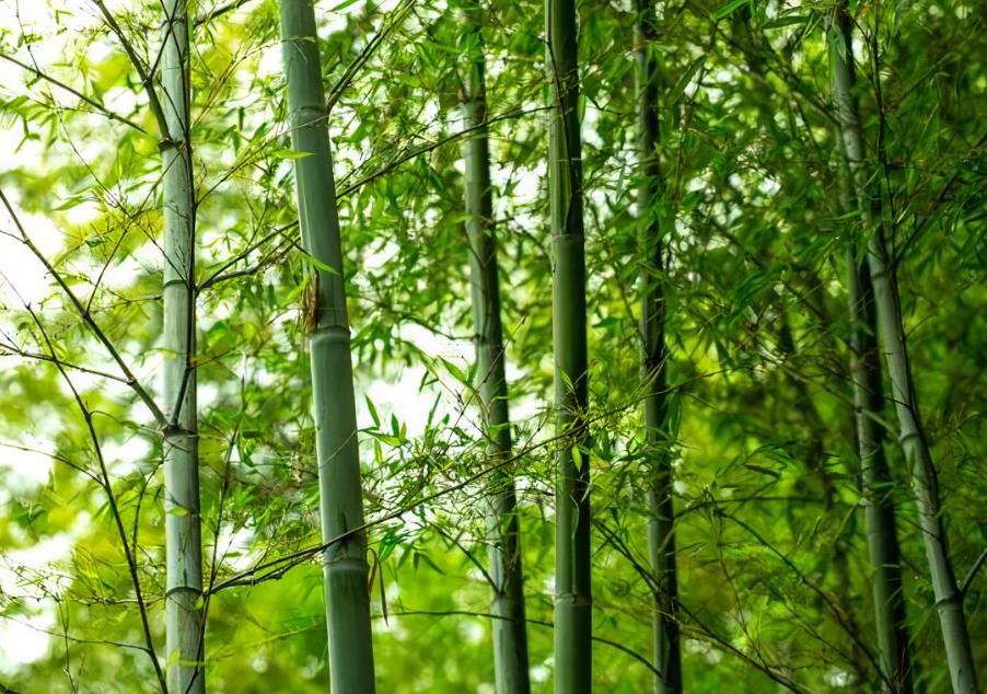 历代最好的七绝100首,明清诗中最经典的10首七绝