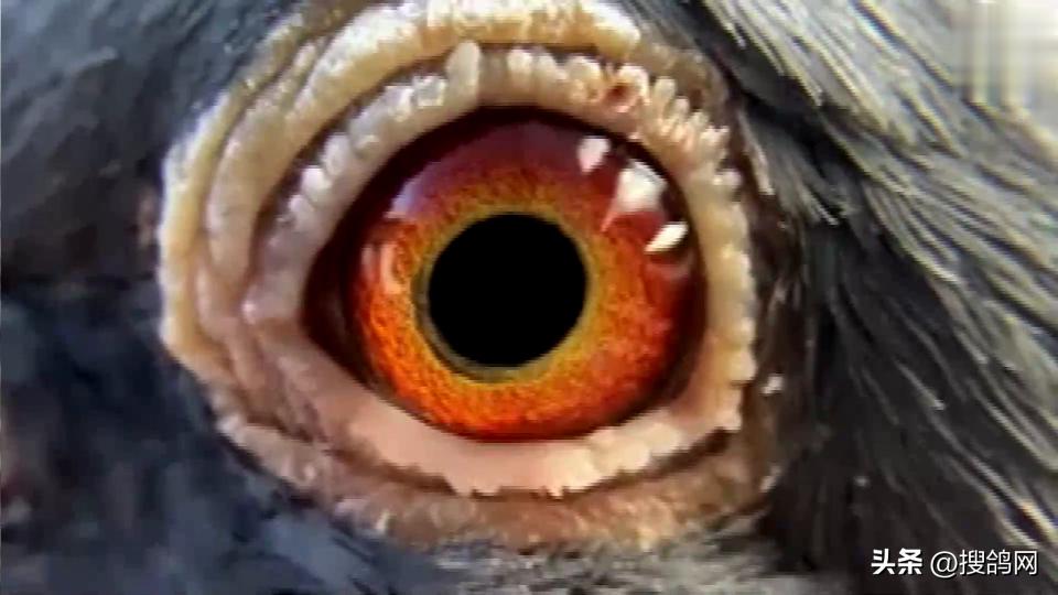 鲁迪狄萨尔信鸽,鲁迪戈贝尔季后赛表现