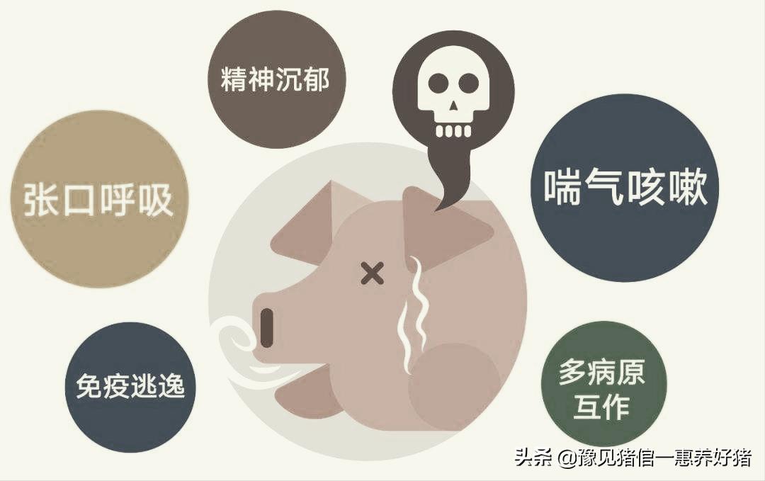 猪链球菌与支原体感染症状也有相似点？若不明白其特征，也易混淆