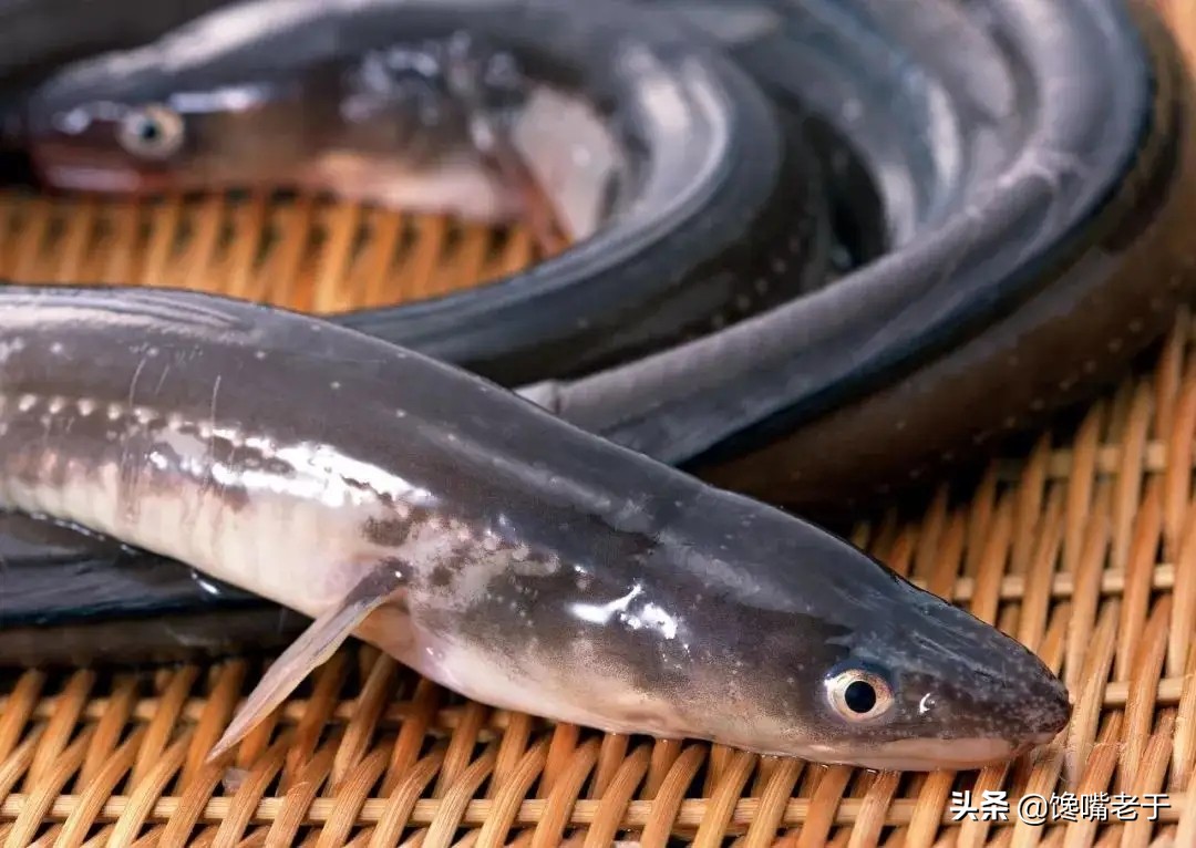 你不知道的五种海鲜,科普一下常见的海鲜