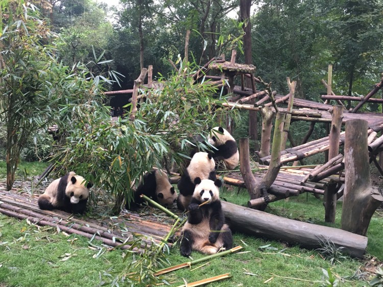 成都单人旅游3-4天攻略最佳线路,成都6日游旅游顺序攻略