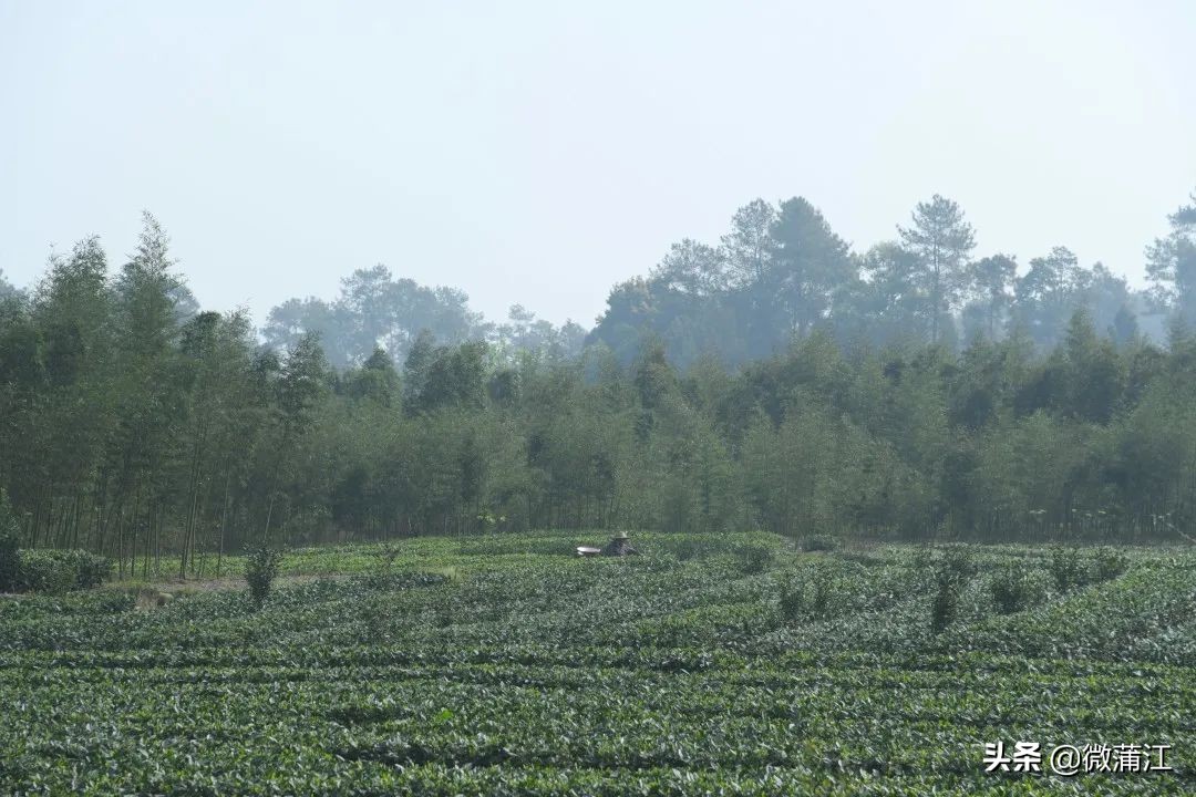 创建文明乡村,创建美丽乡村的标准是什么