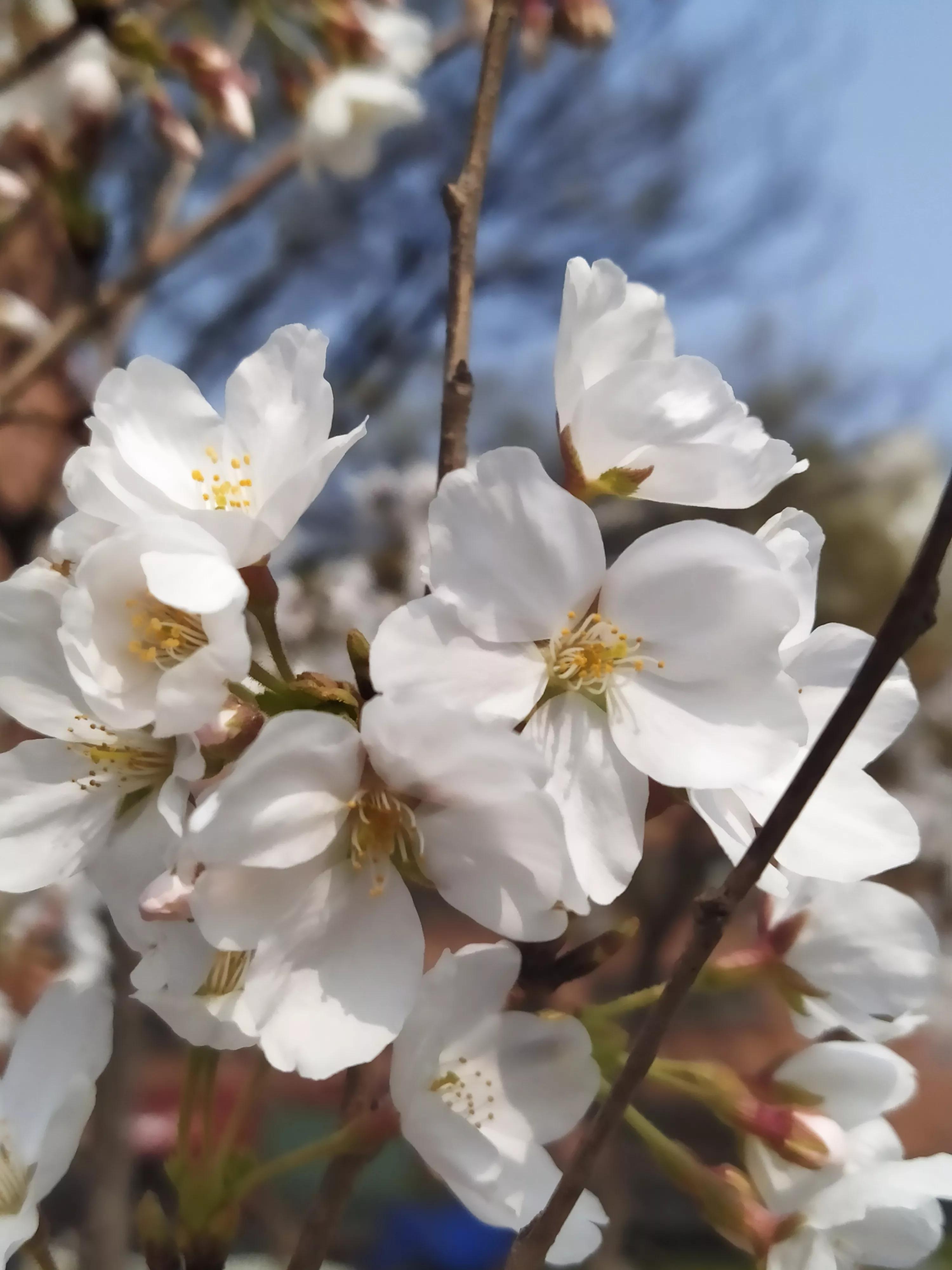 樱花烂漫的唯美句子,樱花烂漫