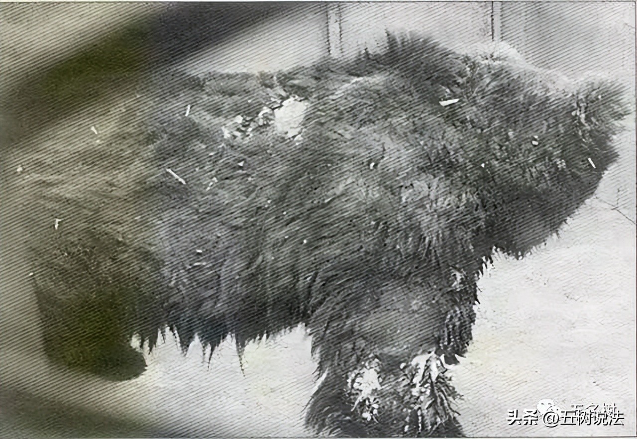 社会正义与职业机会：硫酸泼熊的大学生入职中科院引发思考