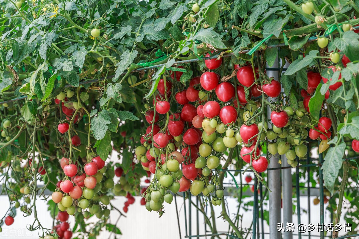 小苏打和尿素能一起用在蔬菜上吗,小苏打兑水喷洒蔬菜杀虫是真的吗