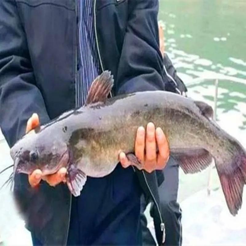 鱼类食材大全名称图片,鱼类菜谱大全100种