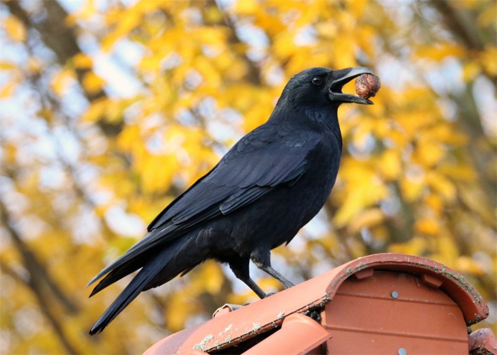世界上最聪明的动物是什么动物,世界上最聪明的十种动物排名