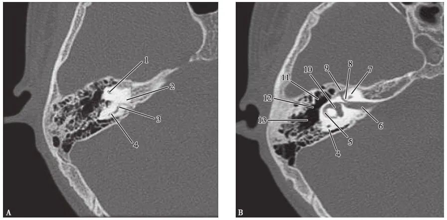 耳部解剖结构和生理功能,耳部解剖笔记