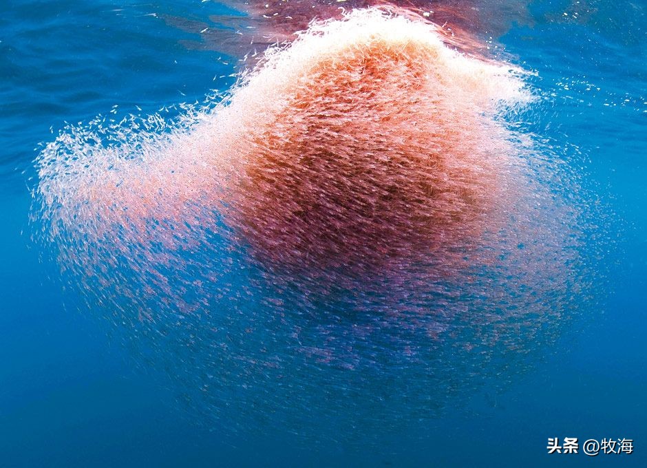 南极磷虾船最新消息,南极磷虾大爆发