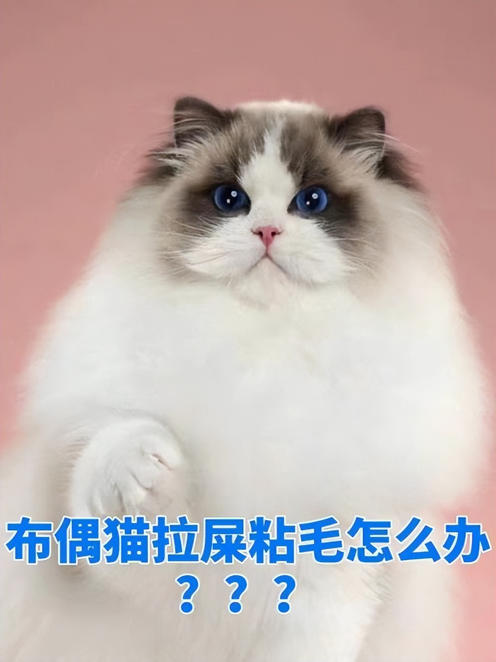 猫拉屎粘底怎么办,猫拉屎粘在尾巴上怎么清理