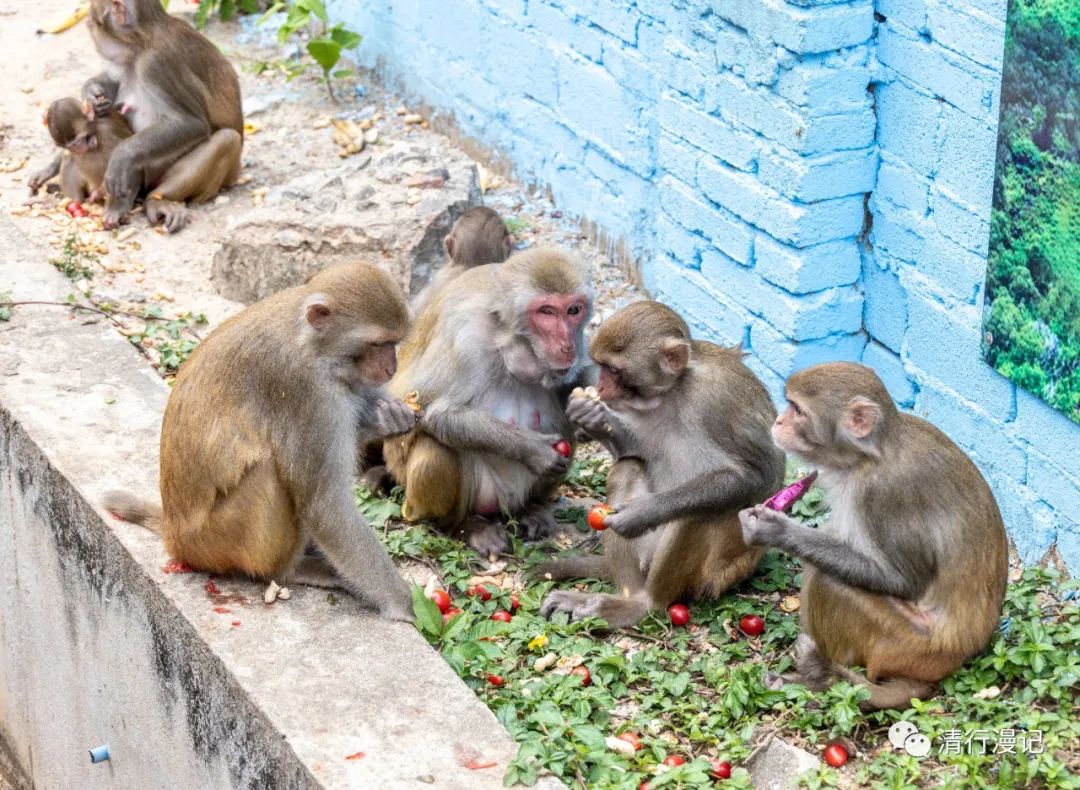 海南南湾猴岛天气预报,海南南湾猴岛