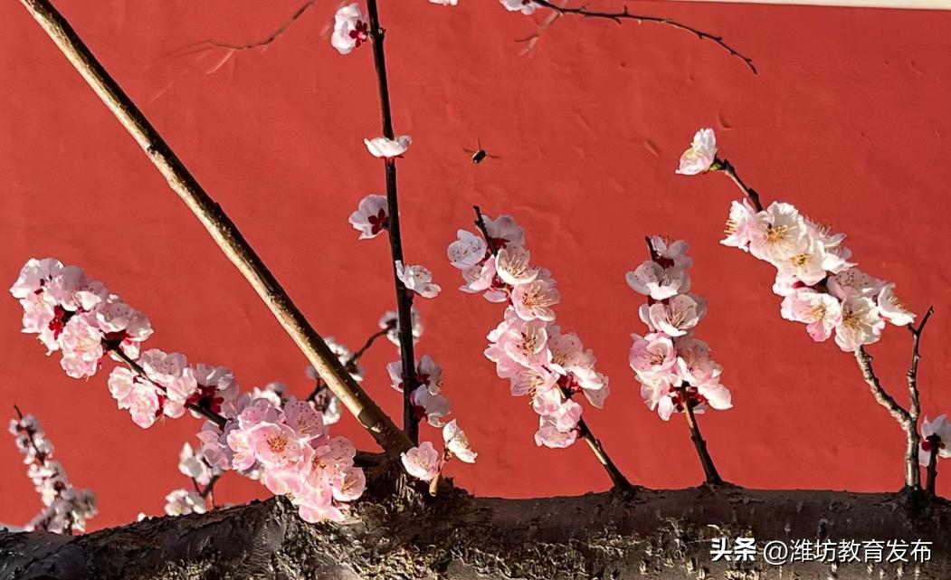 美！潍坊校园春景强势来袭