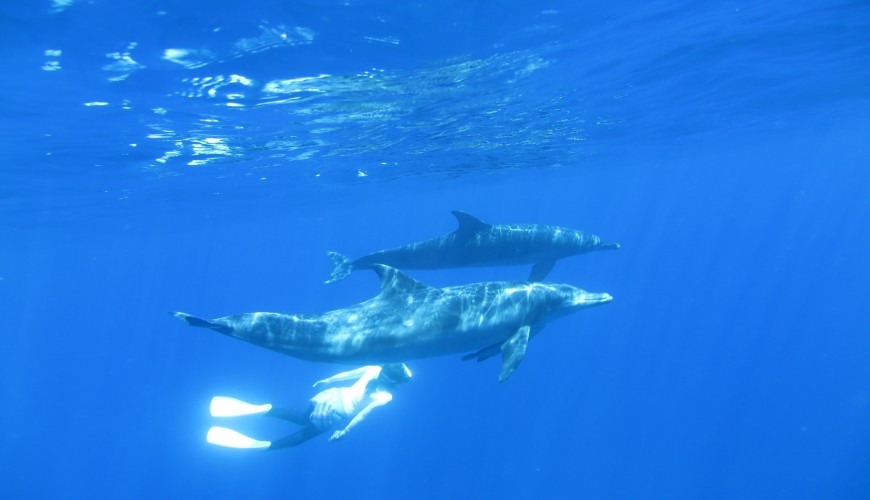 小笠原群岛旅游攻略,日本小笠原诸岛游记