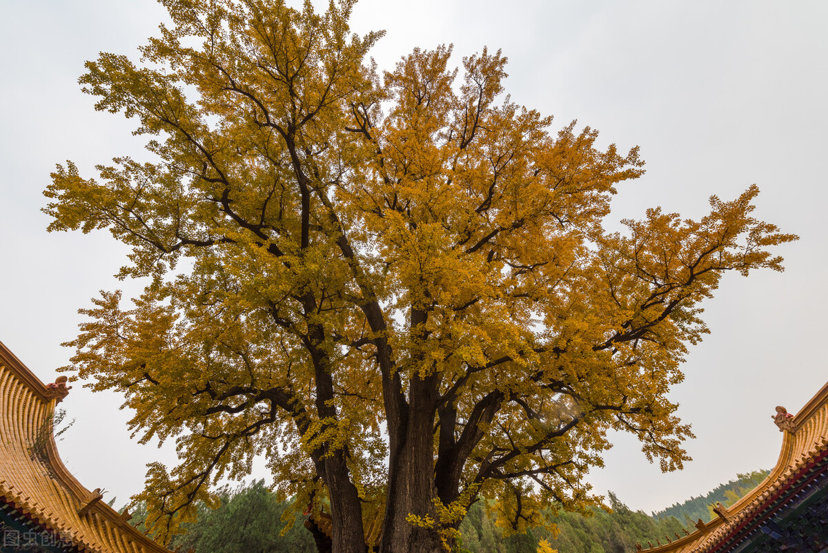 没想到济南的秋天竟然可以这样美,秋天济南哪个景区最美