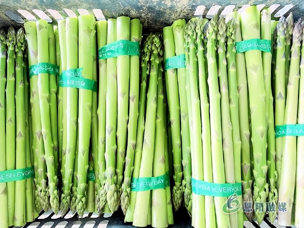 「巴中」新乡贤发展小芦笋绽放富民好“钱”景