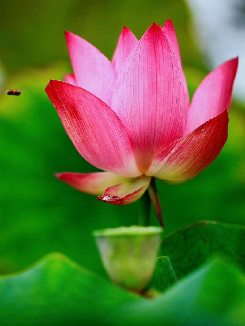 一花一惊艳，爱在夏花中，荷花别样红，莲叶无穷碧，弄花香满衣