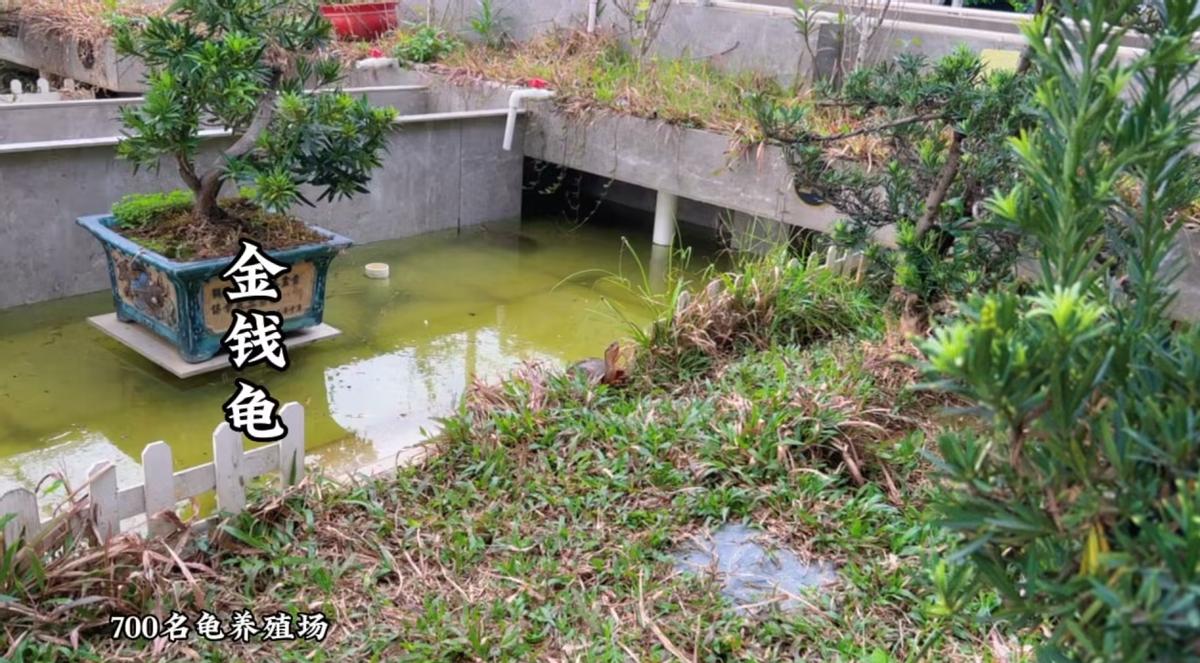 小伙靠养龟年度百万,男子靠三只病龟赚了6000万