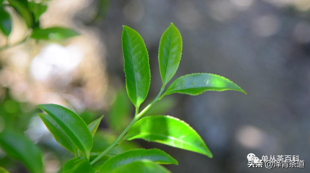 了解一下凤凰单丛,了解凤凰单丛