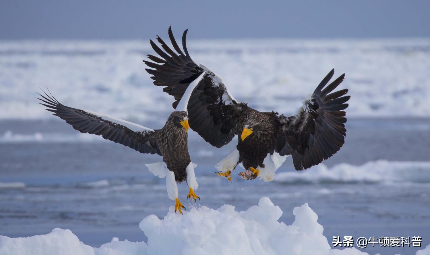 世界十大猛禽角鹰,猛禽金雕是什么鸟