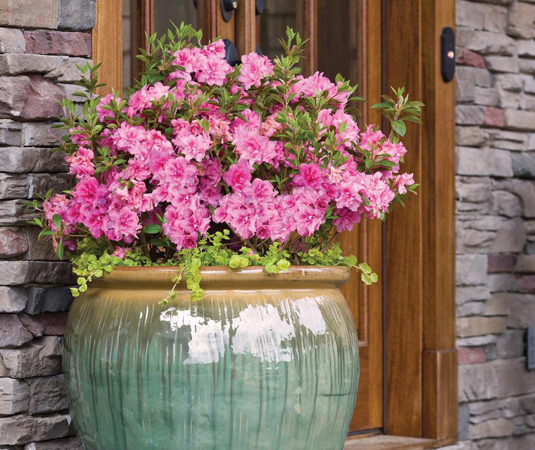 怎样养好杜鹃花,怎样养杜鹃花才能有花蕾