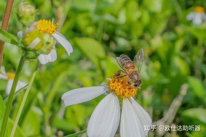助听器如何帮你缓解耳鸣?