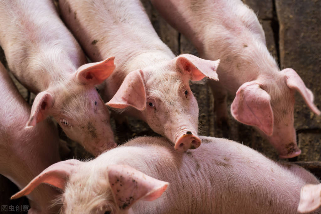 猪人工授精的步骤及注意事项,猪人工授精的常识和技巧