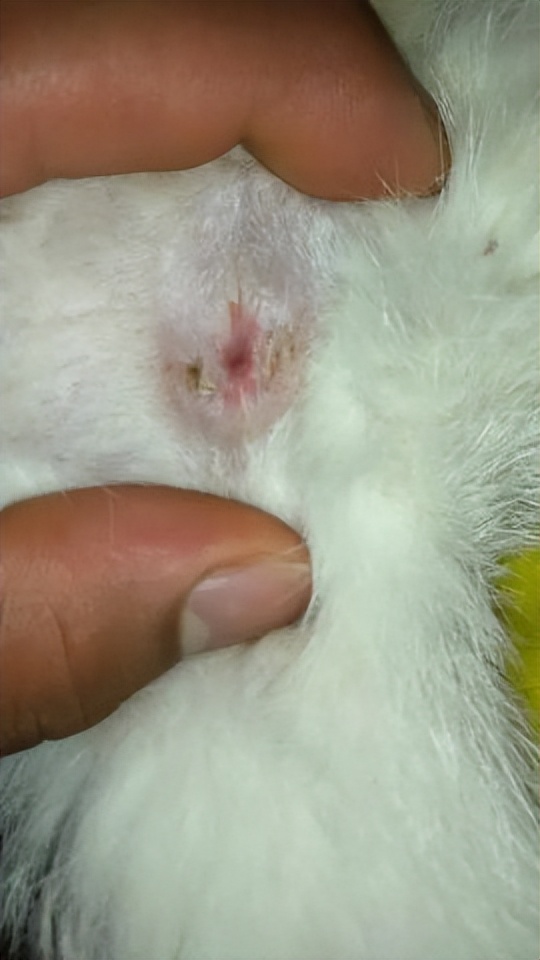 猫咪有了肛门囊填塞怎么办？