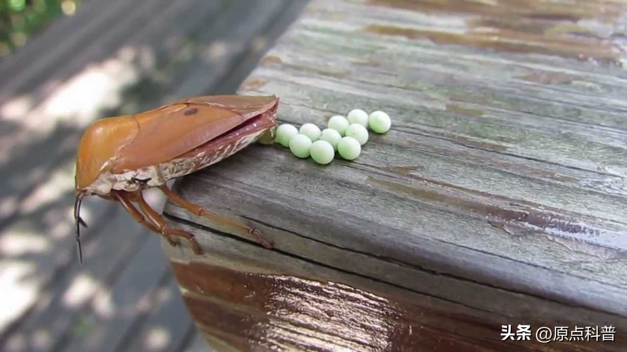 盘点农村小时候常玩的十个昆虫,盘点童年玩过的十种昆虫