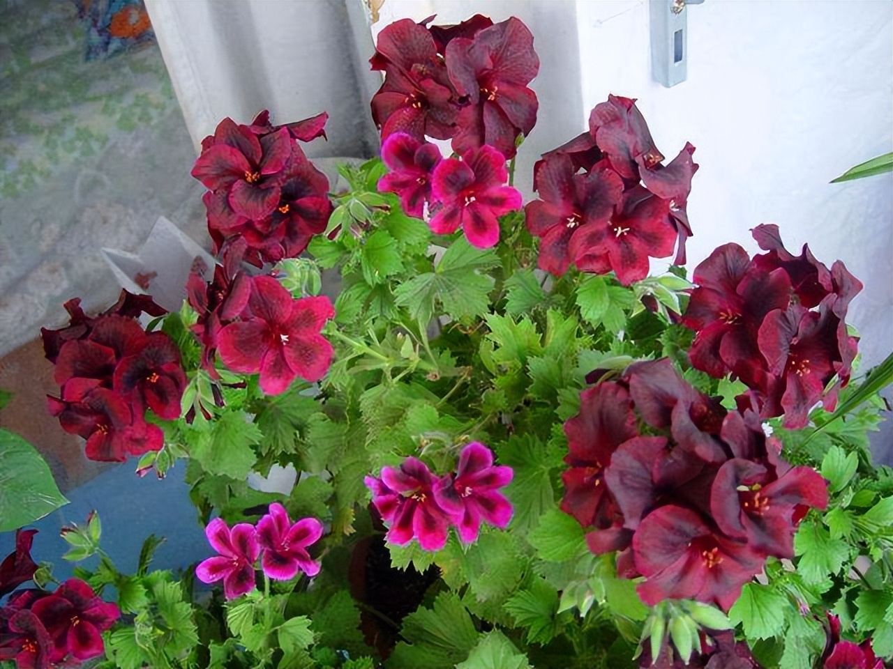 3种花耐干旱又好养一年开花,4种花容易打理易开花花期长