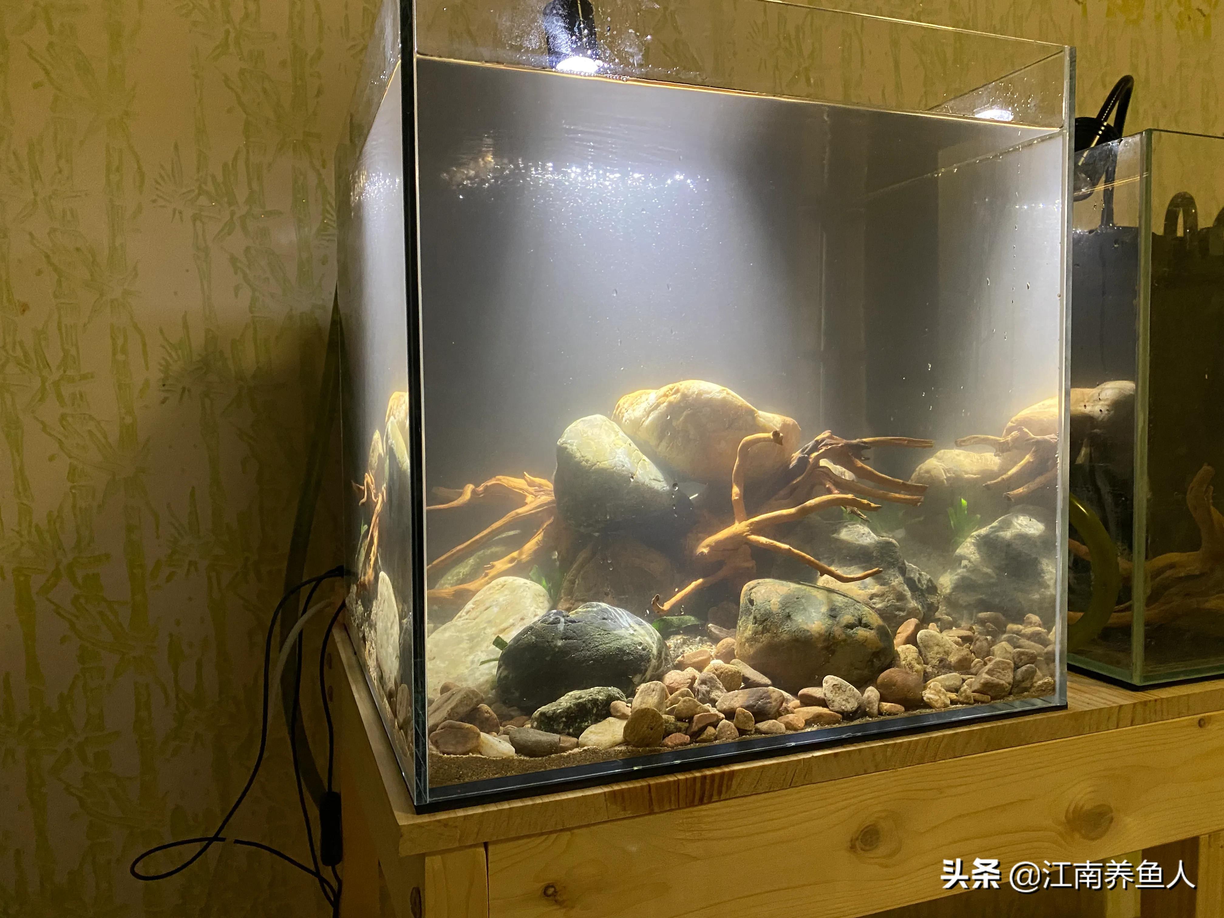 原生缸虾虎鱼怎么装过滤,原生态虾虎缸如何开缸养水