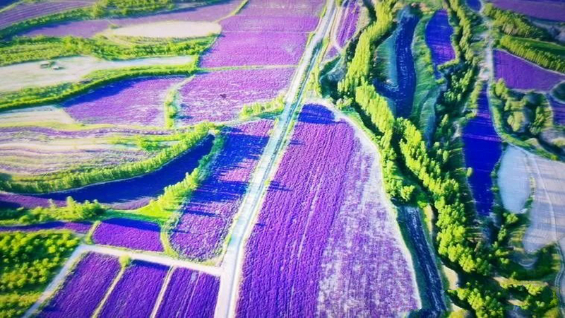 伊犁河谷薰衣草基地,伊犁河谷薰衣草自然条件