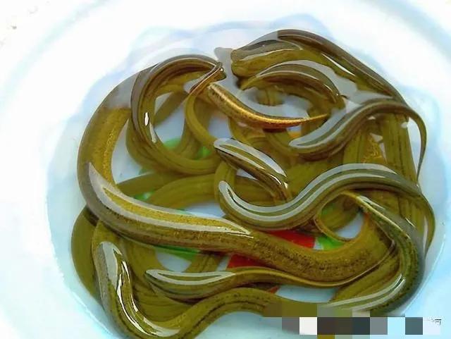 黄鳝门”事件，女子将黄鳝塞入*体下**引关注，灰色行业到底多无耻