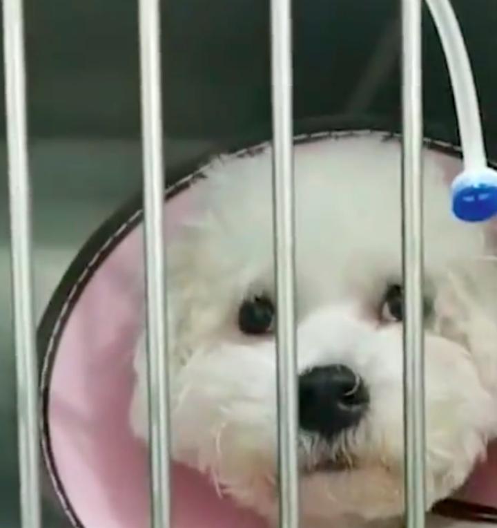 小狗趁主人不在家误食6颗布洛芬，狗主人：从吃到催吐不过2小时，幸好有一半白色颗粒没有消化