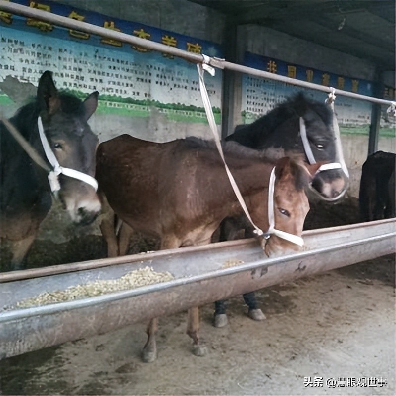 山西孝义土话大全集,孝义方言文字
