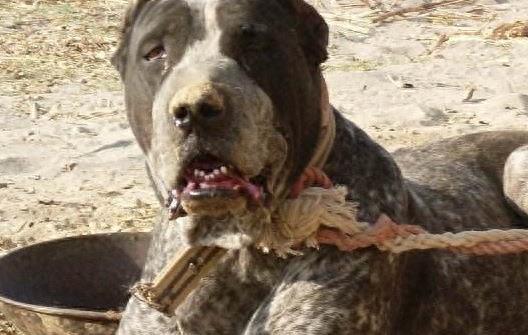 库达战土狗,库达犬的战斗力