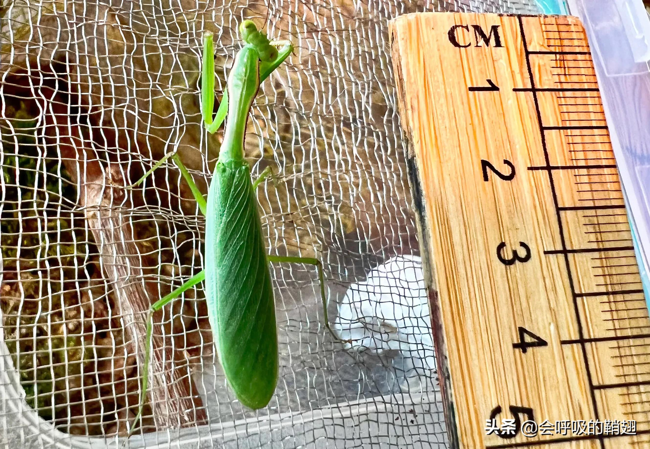 螳螂养殖报告,螳螂饲养观察记录表