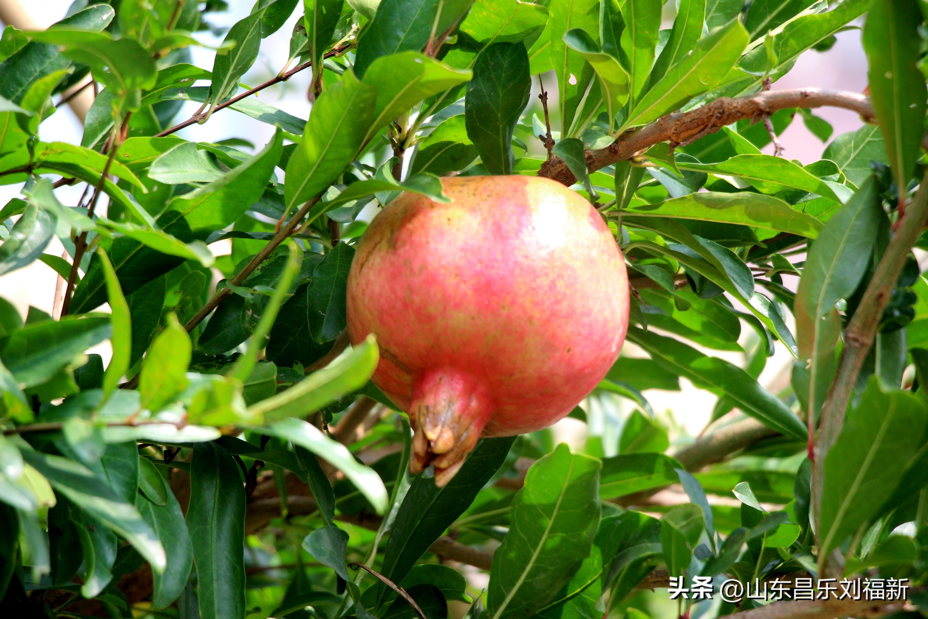 碧水龙庭深圳7栋4单元,顺光风景片拍摄